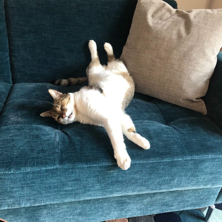 Abgebildet ist eine entspannt schlafende Katze auf einer Couch. Sie symbolisiert Wärme, Entspannung und zur Ruhe kommen.